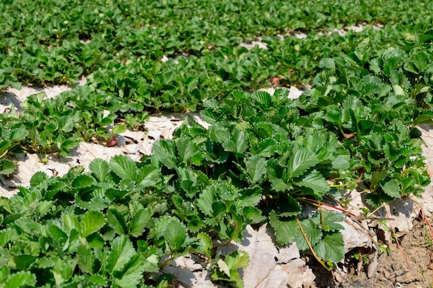 Strawberry plantation on a sunny day