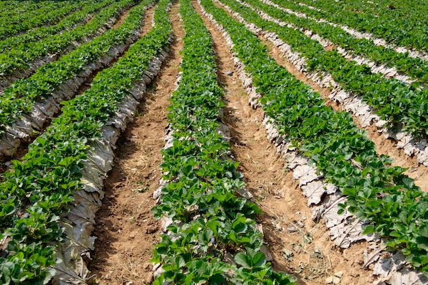 Strawberry plantation on a sunny day