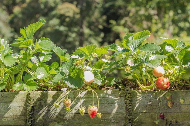 Strawberry Plantation