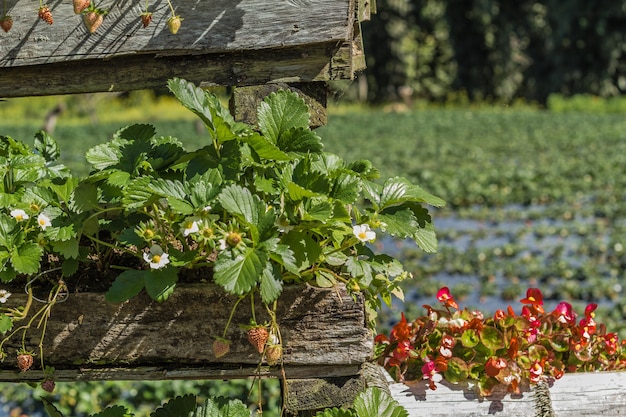 Strawberry Plantation