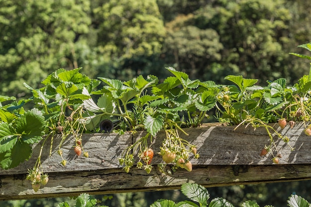 Strawberry Plantation