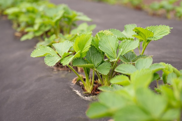 Strawberry plants on the farm early in Spring Strawberry beginning growing after winter new green leaves appear on bushes