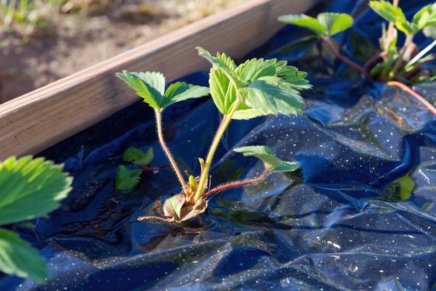 Strawberry plants farming strawberry production Beds of wood and plastic covered with young strawberries