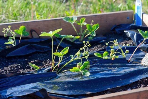 Strawberry plants farming strawberry production Beds of wood and plastic covered with young strawberries