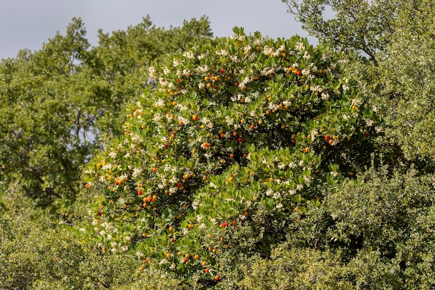 The strawberry treeArbutus unedo with berries grows and blooms in the mountain forest closeup on an autumn day