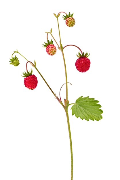 Strawberry with ripe fruits isolated on white background.