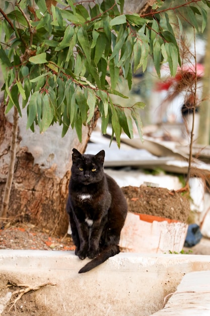 The stray cat. Derelict, forlorn, alone cat outdoor.