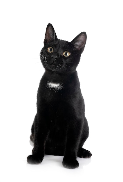 Stray cat in front of white background