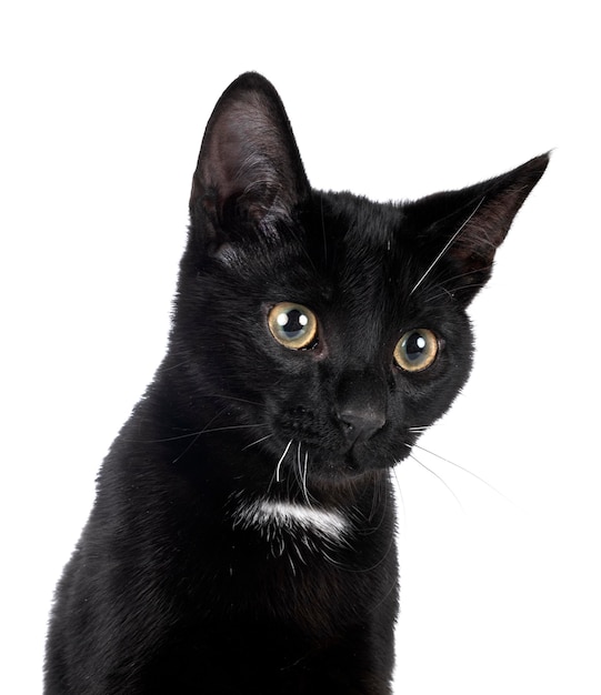 Stray cat in front of white background