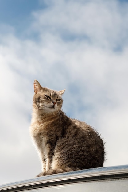 Stray cat is sitting on the roof of a car against blue sky vertical orientation