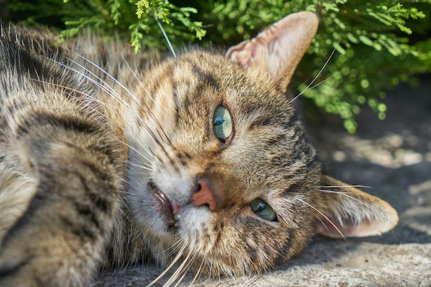 A stray cat portrait lying on the ground