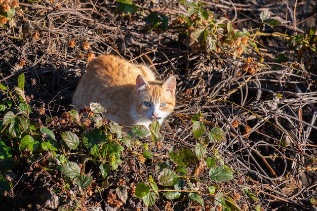 A stray cat on a roof covered in plants