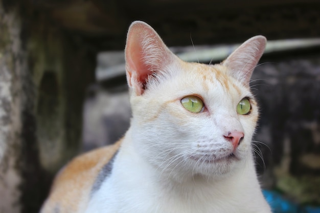 Stray cat sat crouched and looked away.