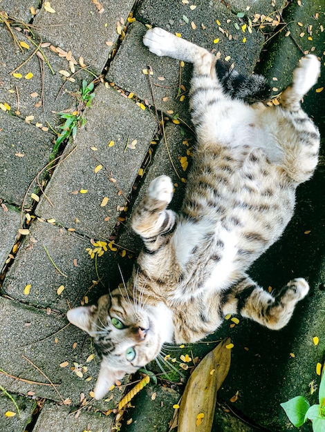 stray cat sleeping on the ground