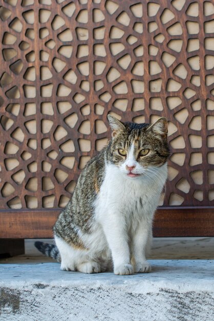 Stray cat in the street