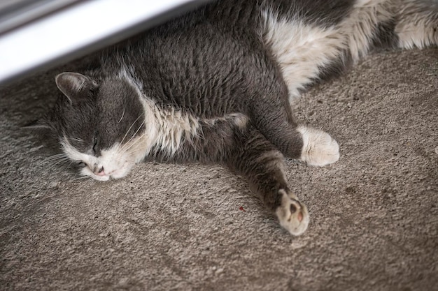 Stray Dirty Cat Resting Under Parked Car