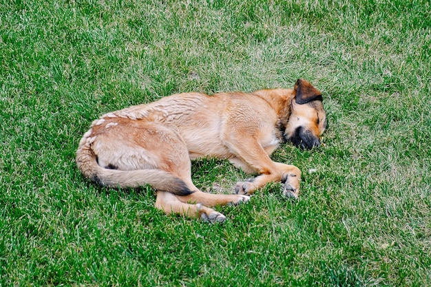 Stray dog are sleeping on green grass lawn at warm and sunny summer day