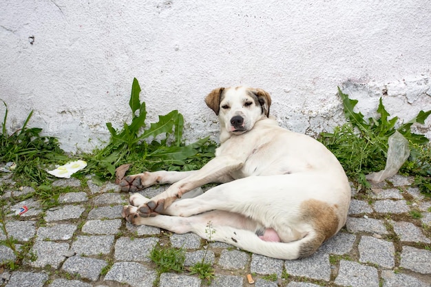 Stray dog. Derelict, forlorn, alone dog outdoor.