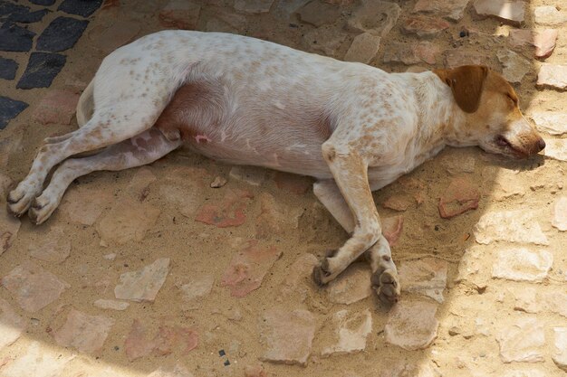 A stray dog lies on the pier in shadow