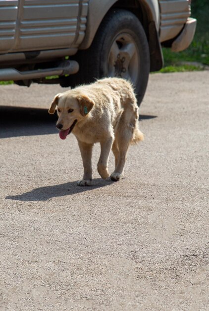 Stray dog outdoors as animal concept