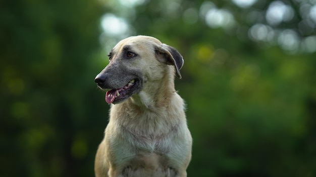 A stray dog in the park