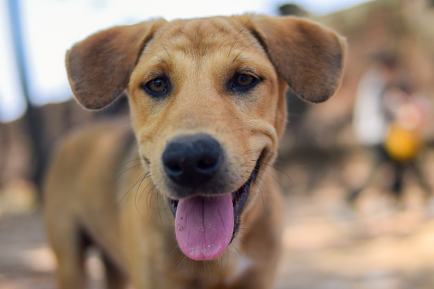 Stray dog portrait