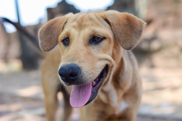 Stray dog portrait