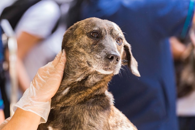 Stray dog receiving veterinary care