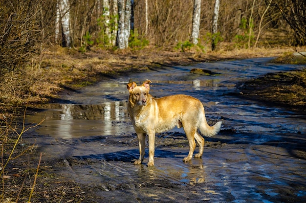 A stray dog on the road in the spring mud.