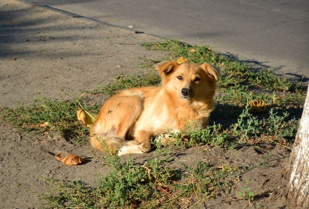 Stray dog with red, golden hair lies on the ground near the tree in sunny morning.