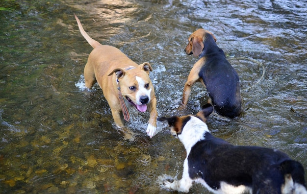 stray dogs and amstaff playing and refreshing bodies in a cree waterimage of a