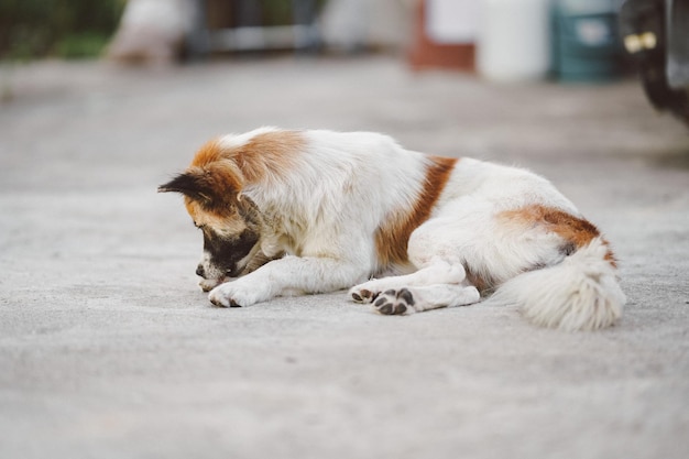 Stray dogs have itching on their front feet