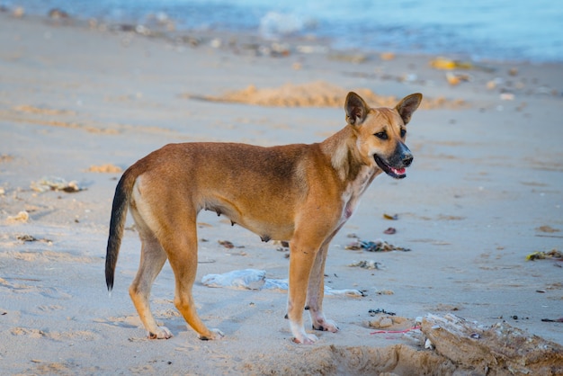 Stray dogs stand