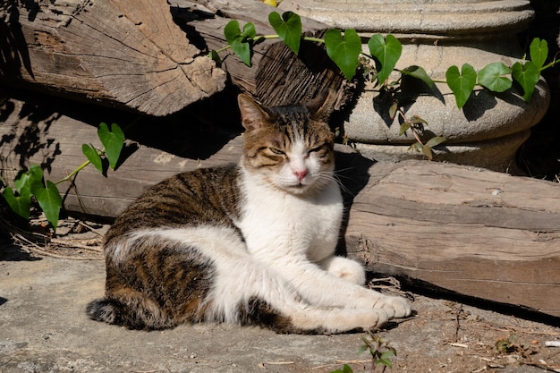 Stray fat cat sleep at outside