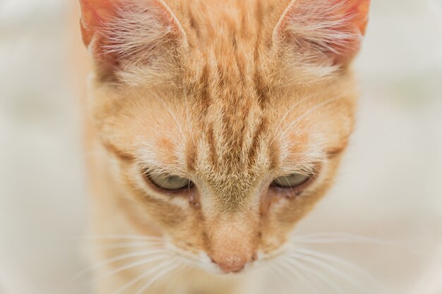 Photo stray ginger cat close up