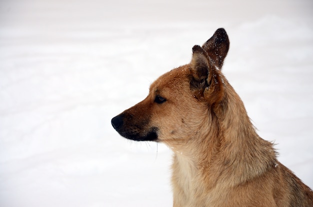 A stray homeless dog. Portrait of a sad orange dog on a snowy background