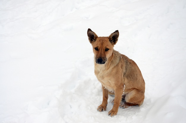 A stray homeless dog. Portrait of a sad orange dog on a snowy background