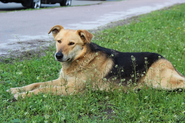 Stray homeless dog sitting on the grass