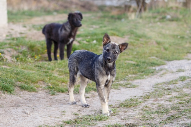 Stray small dogs on the street, protecting animals and nature