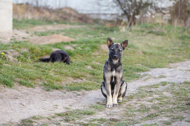 Photo stray small dogs on the street, protecting animals and nature