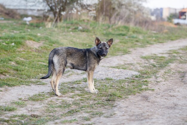 Stray small dogs on the street, protecting animals and nature