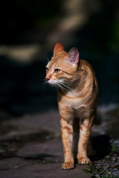 A stray tabby cat walking alone