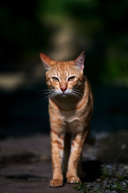 A stray tabby cat walking alone