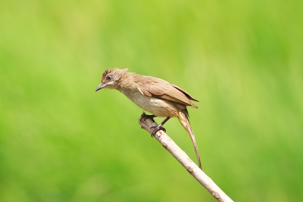 Streak-eared Bulbul (Pycnonotus blanfordi), Birds of Thailand