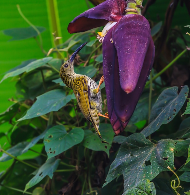 Streaked Spiderhunter bird