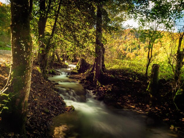 Stream flowing amidst trees in forest