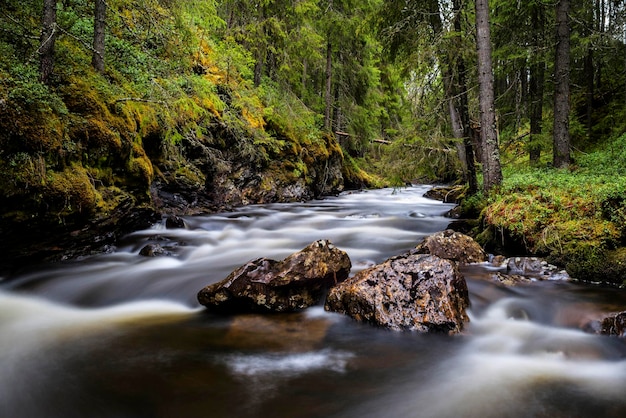 Photo stream flowing through forest