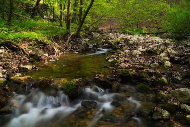 Stream flowing through rocks in forest