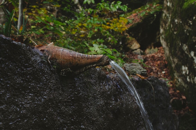 A stream flows in the forest through a pitcher