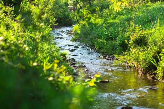 A stream flows through a field in summer